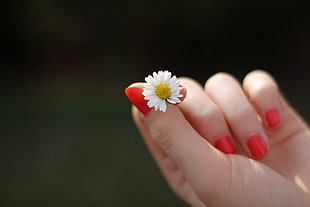 shallow focus photography of person hand holding white daisy