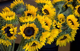 arrange of sunflower in vase closeup photo HD wallpaper