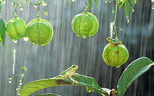 green hanging plants, photography, green, frog, rain
