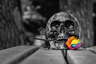 orange, yellow, blue, and purple petaled flower, skull, selective coloring, death, spooky