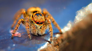 brown and black spider, spider, insect HD wallpaper