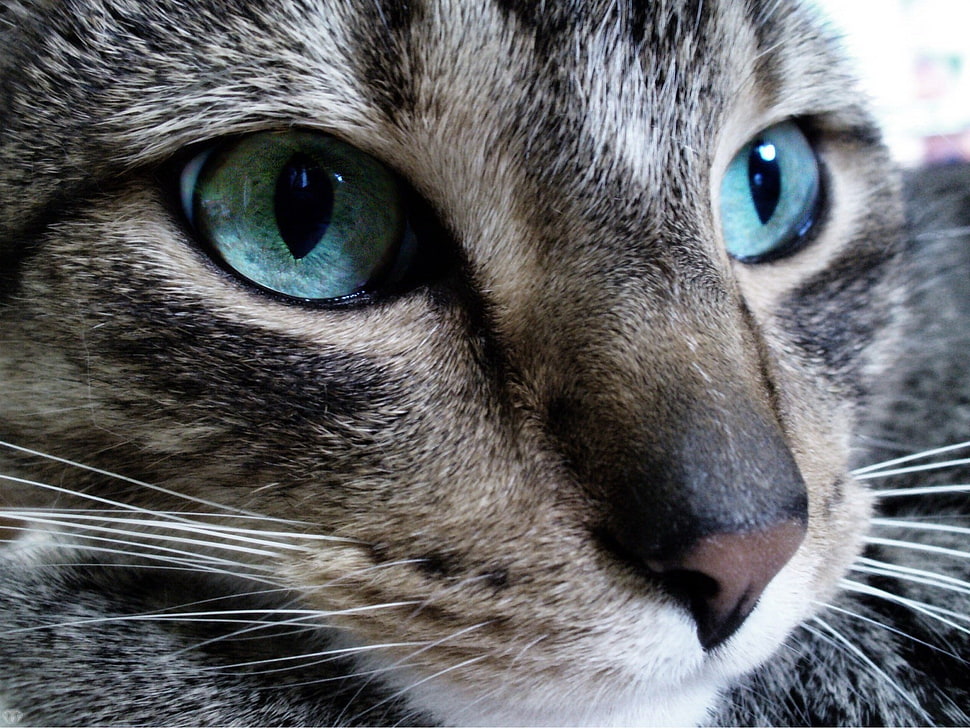 closeup photo of brown Tabby cat HD wallpaper
