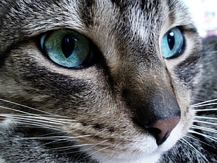 closeup photo of brown Tabby cat