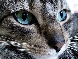 closeup photo of brown Tabby cat HD wallpaper