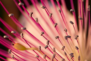 macro photography of pink flower stigmas
