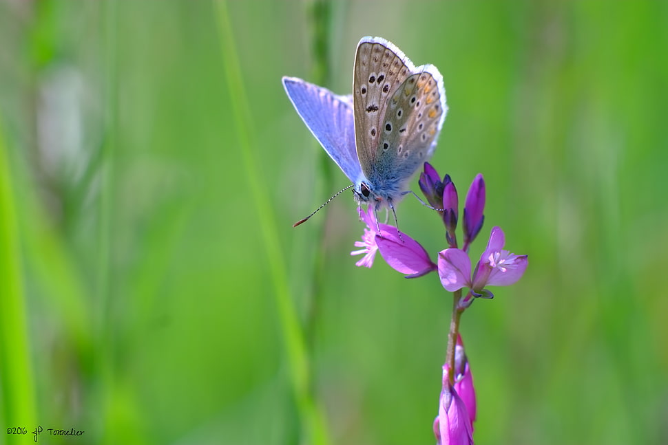 common blue butterfly perching on purple flower in close-up photography HD wallpaper