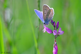 common blue butterfly perching on purple flower in close-up photography