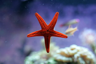 shallow focus photography of star fish HD wallpaper