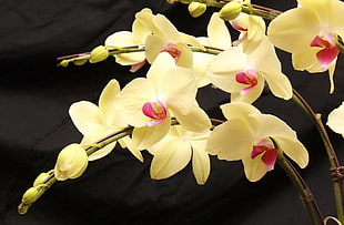 yellow Orchids