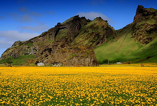 landscape photography of bed of yellow flowers near grass-covered rock formation