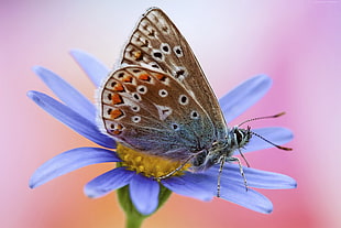 common blue butterfly perched on blue petaled flower HD wallpaper