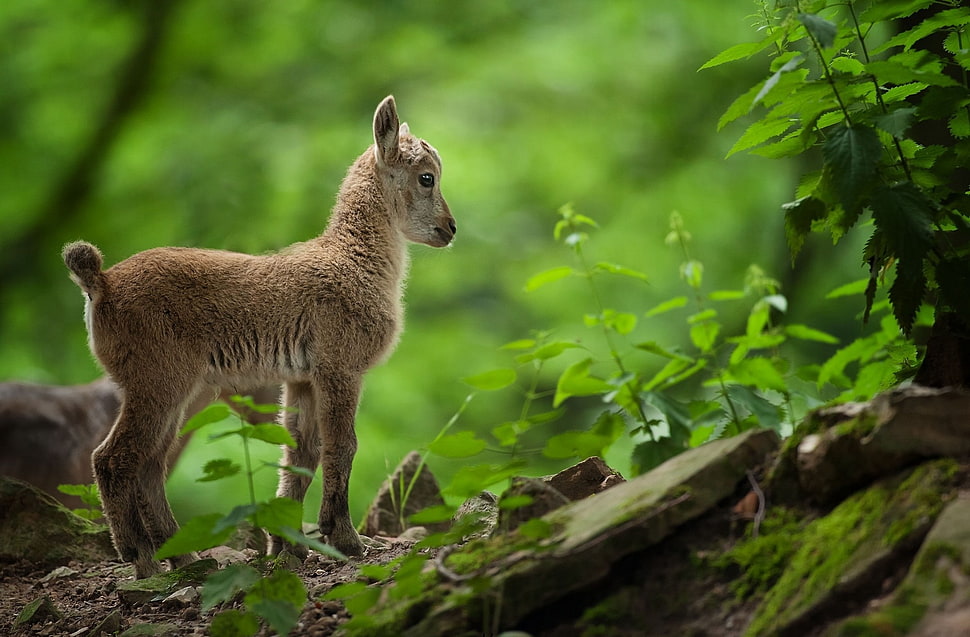 brown calf animal HD wallpaper
