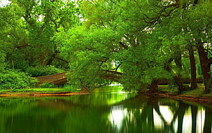 body of water, green, bridge, trees