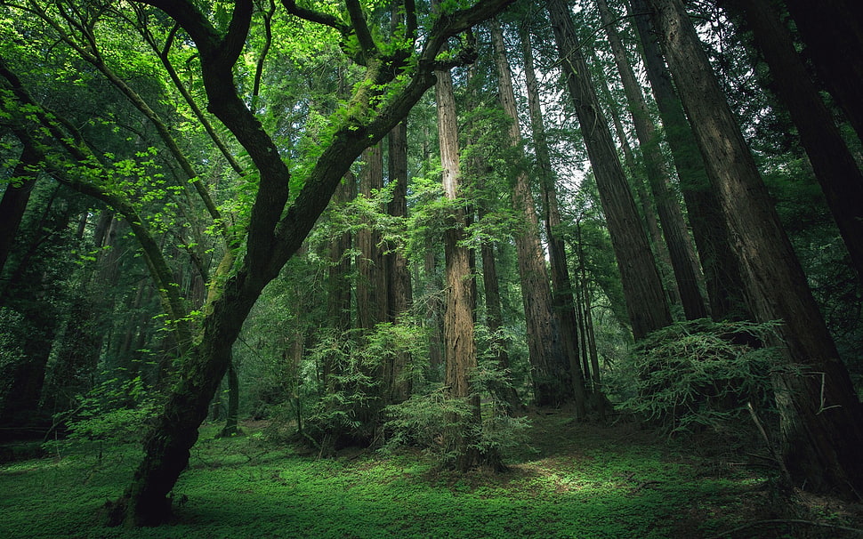 green leafed trees, forest, dark, trees, moss HD wallpaper