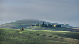 green grass, nature, landscape HD wallpaper