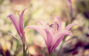 selective photography of pink Lily flowers