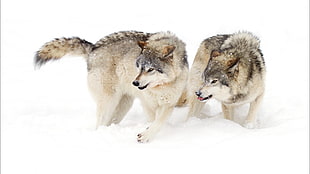 two grey wolves, wolf, snow, animals HD wallpaper