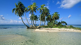 green leafed coconut trees, nature, landscape, sea, beach