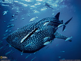 Whale Shark with text overlay, shark, animals, National Geographic HD wallpaper