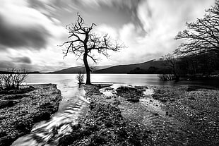grayscale photography of black tree near body of water during daytime, lomond, scotland