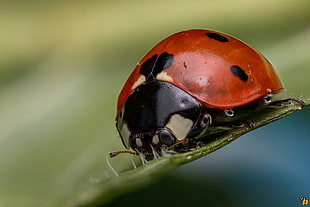 selective focus photography of red ladybug beetle