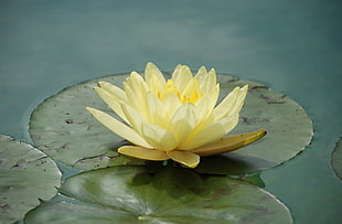 yellow water lily on body of water photo
