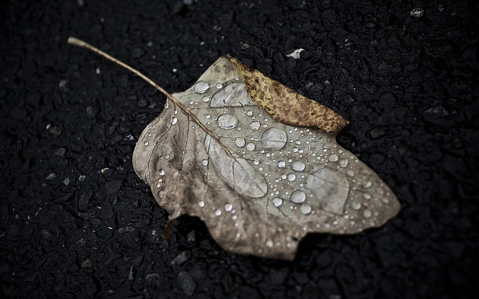 close up photography of brown leaf HD wallpaper