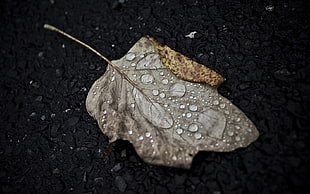 close up photography of brown leaf