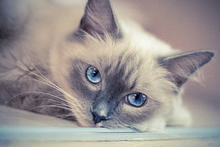 shallow focus photography of  brown and white Siamese cat