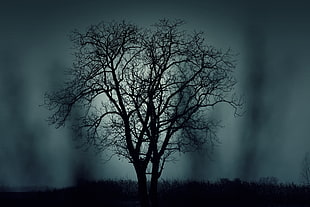 silhouette of leafless tree during nighttime