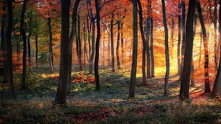 sun rays through forest phography HD wallpaper