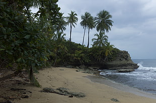 green palm trees near seashore during daytime