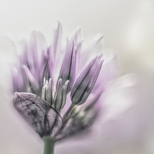 macro photography of purple petal flower HD wallpaper