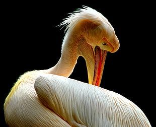 white Pelican close up photography