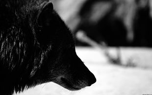 grayscale photo of wolf, animals, wolf, black