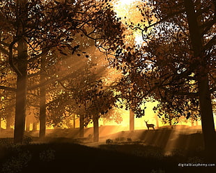 crepuscular lights passing through forest wallpaper, sunset, deer HD wallpaper