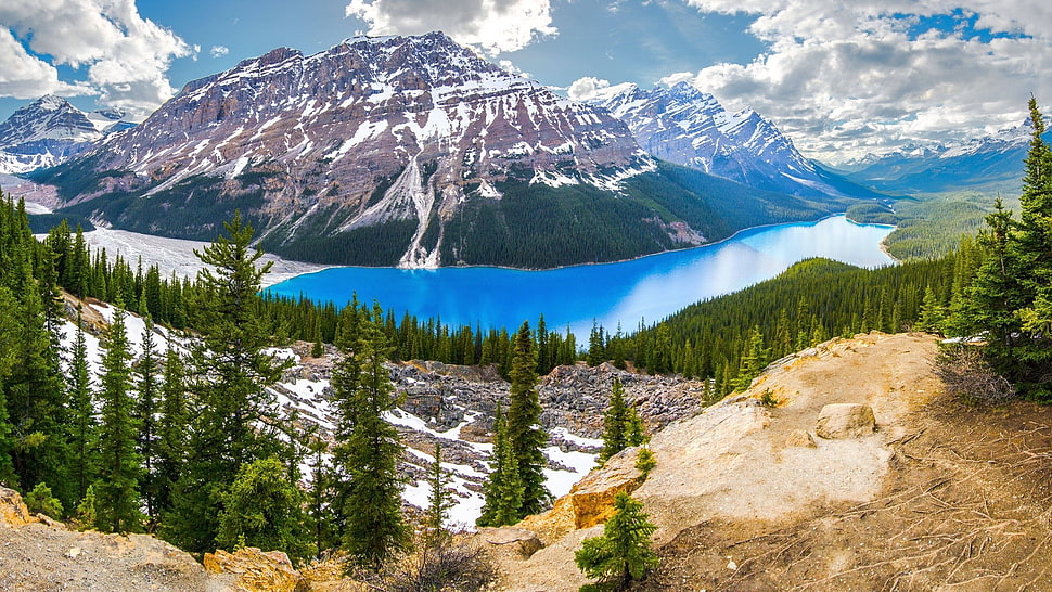 pine tree, Canada, nature, landscape HD wallpaper