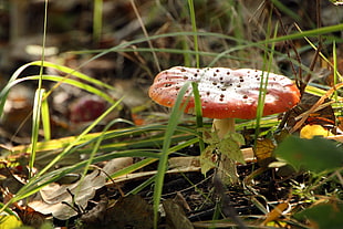 depth of field photography of red mushroom
