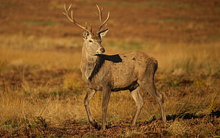 brown reindeer, deer, animals