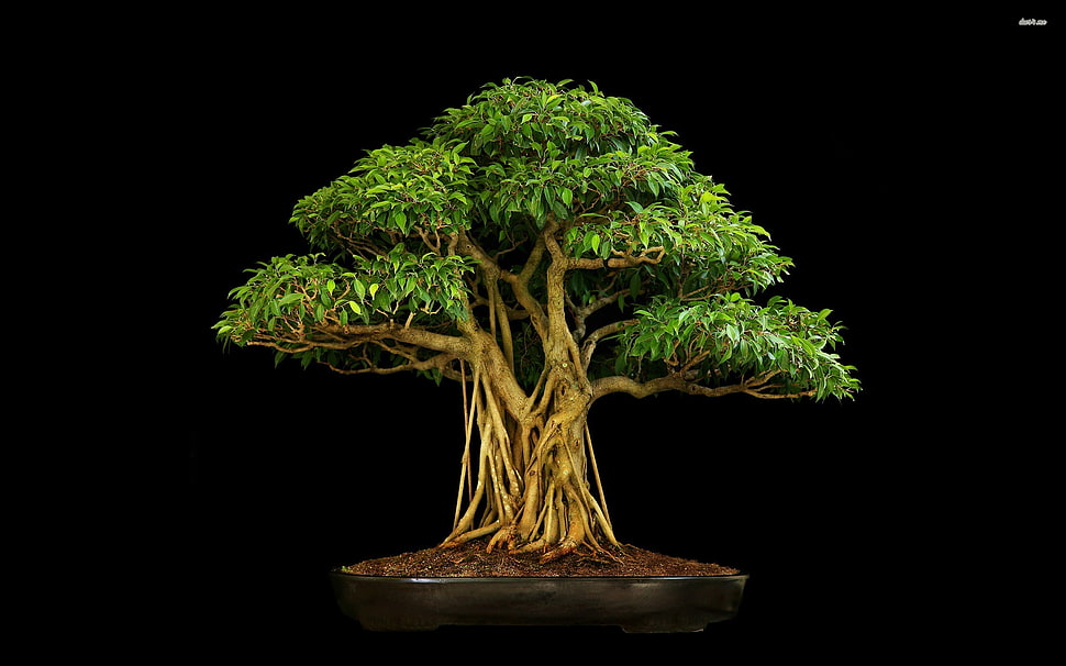 bonsai tree, bonsai HD wallpaper