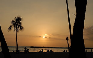 silhouette of people and palm trees near seashore during gold hours