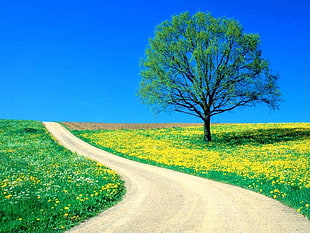 green leafed tree, landscape