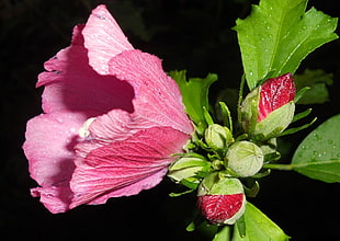 pink Hibiscus flower in closeup photo