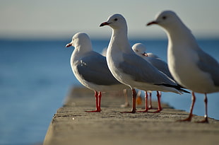 four white-and-black pigeons on sea dock