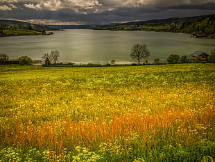 landscape photo of yellow flower field near body of water surrounded by mountains HD wallpaper