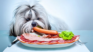 dog eating sausage illustration, animals, dog, pet, food