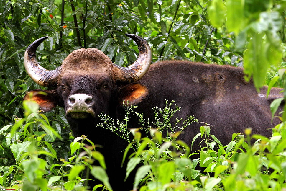 black water buffalo HD wallpaper