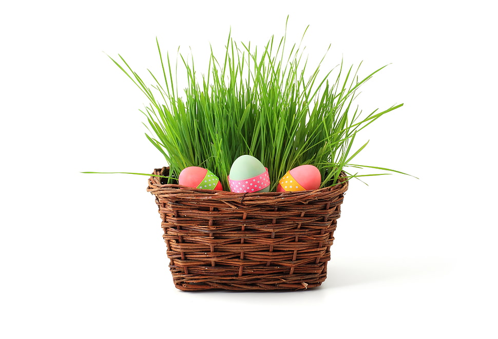 green plant on brown wicker HD wallpaper