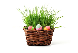 green plant on brown wicker HD wallpaper