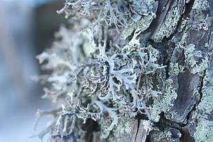 Bark,  Moss,  Tree,  Bright